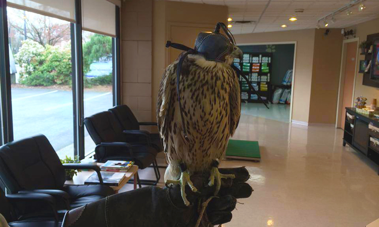 Falcon at Dewdney Animal Hospital