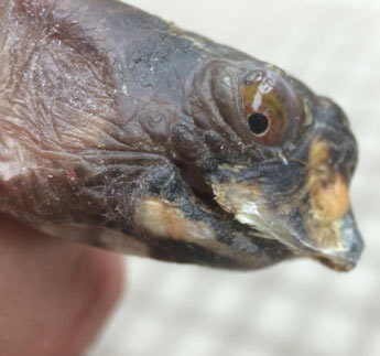 Nancy the box turtle with trimmed beak